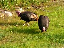 Turkeys at our campground in Winnipeg
