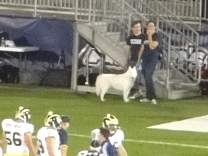90uconnhuskie.jpg